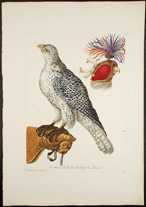 Item #21405 [Icelandic Falcon]. Georg Wolfgang KNORR.
