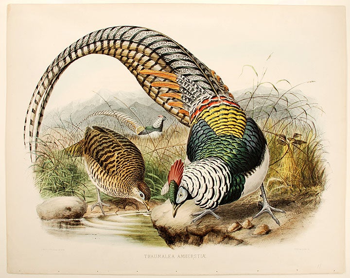 Item #22405 Thaumalea Amherstiae [Lady Amherst's Pheasant]. Joseph WOLF.