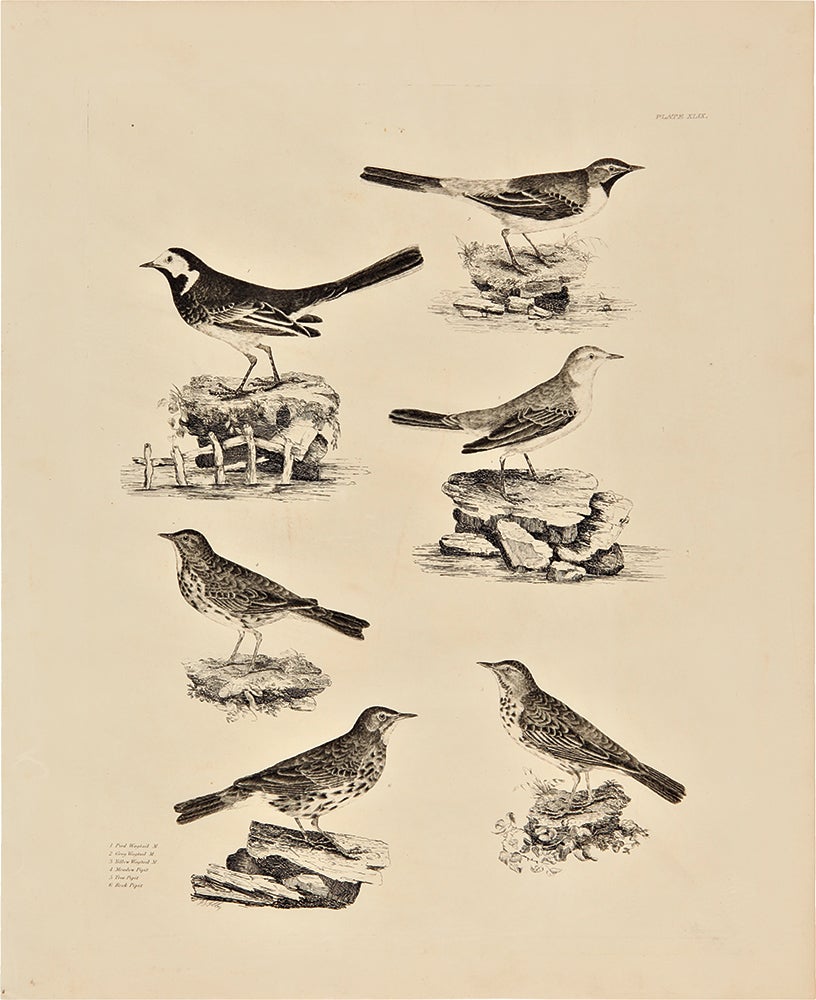 Item #25017 [Plate XLIX] 1. Pied Wagtail M. 2. Grey Wagtail M. 3. Yellow Wagtail M. 4. Meadow Pipit 5. Tree Pipit 6. Rock Pipit. Prideaux John SELBY.
