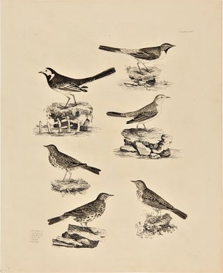 Item #25017 [Plate XLIX] 1. Pied Wagtail M. 2. Grey Wagtail M. 3. Yellow Wagtail M. 4. Meadow...