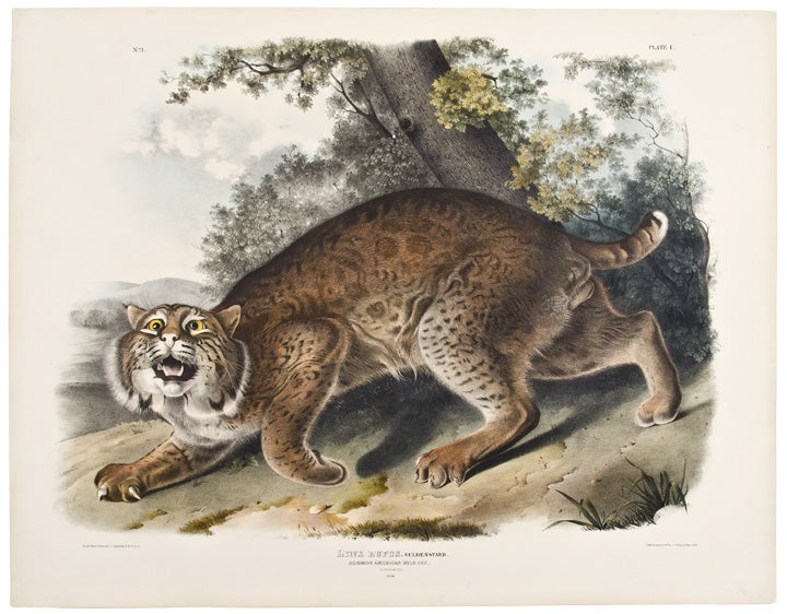 Item #26018 Common American Wild Cat. Male. [Pl. 1]. John James AUDUBON.