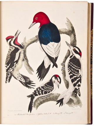 American Ornithology; or the Natural History of the Birds of the United States. Illustrated with plates engraved and coloured from original drawings taken from nature