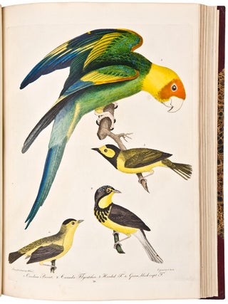 American Ornithology; or the Natural History of the Birds of the United States. Illustrated with plates engraved and coloured from original drawings taken from nature