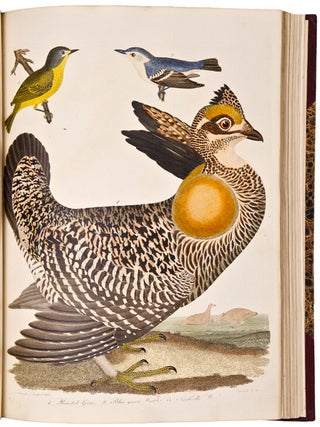 American Ornithology; or the Natural History of the Birds of the United States. Illustrated with plates engraved and coloured from original drawings taken from nature