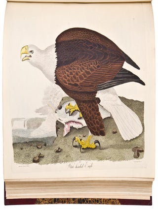 American Ornithology; or the Natural History of the Birds of the United States. Illustrated with plates engraved and coloured from original drawings taken from nature
