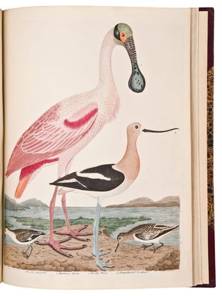 American Ornithology; or the Natural History of the Birds of the United States. Illustrated with plates engraved and coloured from original drawings taken from nature