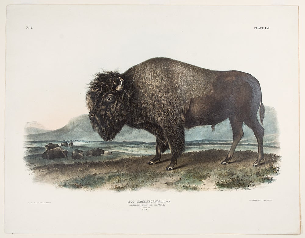 Item #27830 American Bison or Buffalo [Male] from The Viviparous Quadrupeds of North America. John James AUDUBON, John Woodhouse AUDUBON, Reverend John, BACHMAN, Artist, Naturalist.