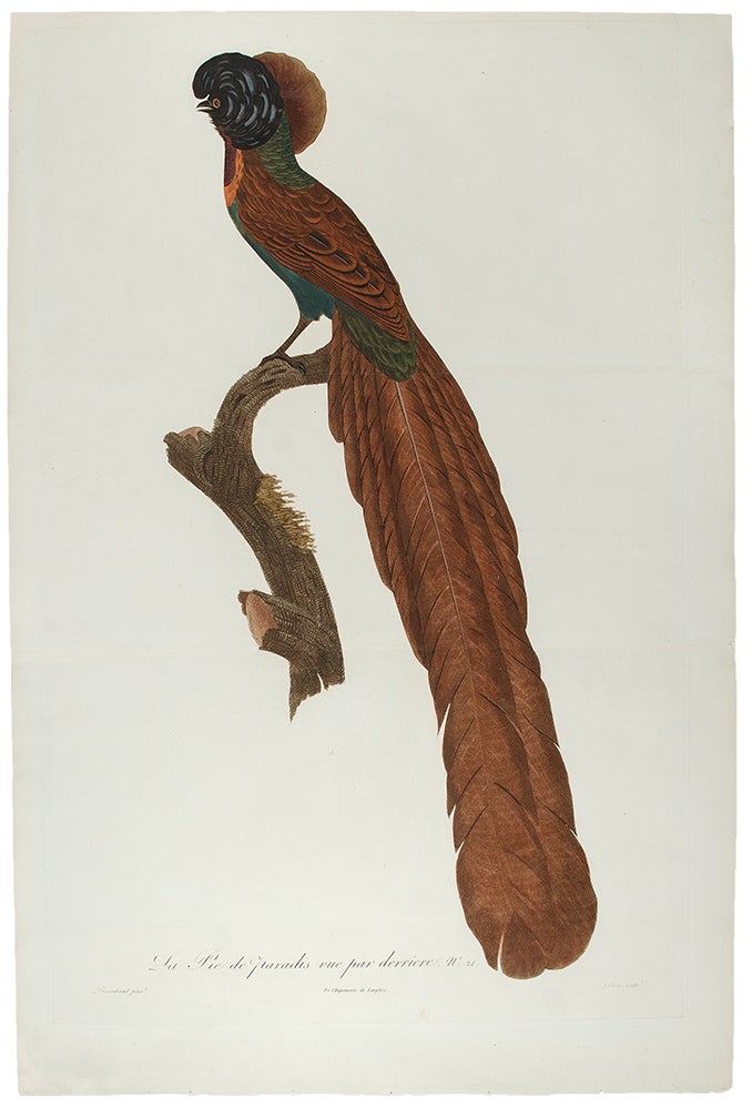 Item #28453 [Bird of Paradise] La Pie de paradis, vue par derriere, No. 21. [Arfak Astrapia]. Jacques . BARRABAND, Peree, 1767/.