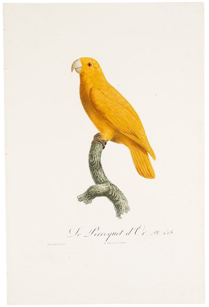 Item #29872 [Golden parakeet or conure] Le Perroquet d'Or. Jacques BARRABAND, 1767/.