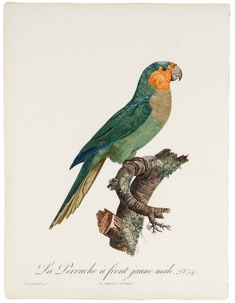 Item #29874 [Blue-Fronted Amazon] La Perruche à front jaune, mâle. Jacques BARRABAND, 1767/.