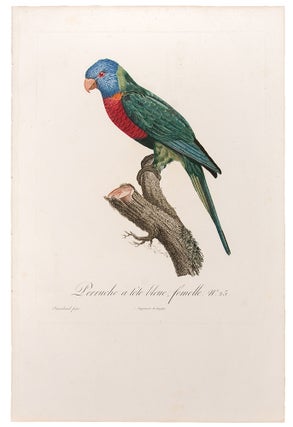 Item #29875 [Blue Headed Parrot] Perruche à tête bleue, femelle. Jacques BARRABAND, 1767/