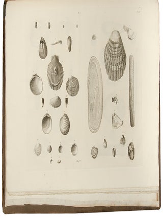 Catalogues of the birds, shells, and some of the more rare plants, of Dorsetshire. From the new and enlarged edition of Mr. Hutchins’s history of that county ... With additions; and a brief memoir of the author