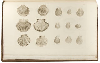 Item #29972 Catalogues of the birds, shells, and some of the more rare plants, of Dorsetshire....