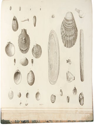 Item #30077 Catalogues of the birds, shells, and some of the more rare plants, of Dorsetshire....