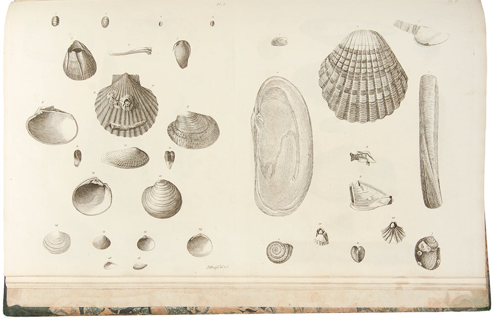 Item #30077 Catalogues of the birds, shells, and some of the more rare plants, of Dorsetshire. From the new and enlarged edition of Mr. Hutchins’s history of that county ... With additions; and a brief memoir of the author. Richard PULTENEY, Thomas RACKETT.