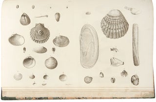 Item #30077 Catalogues of the birds, shells, and some of the more rare plants, of Dorsetshire....