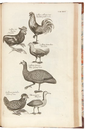 The Ornithology of Francis Willughby ... In three books. Wherein all the birds hitherto known ... are accurately described. Translated into English, with many additions. To which are added three considerable discourses, I. Of the art of fowling ... II. Of the ordering of singing birds. III. Of falconry. By John Ray