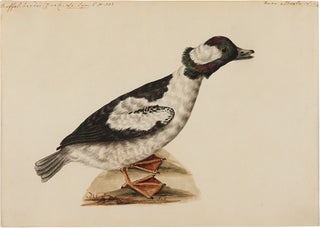 [Pair of Original Watercolors of a Buffle-Headed Duck and a King Eider Duck, attributed to Stone]