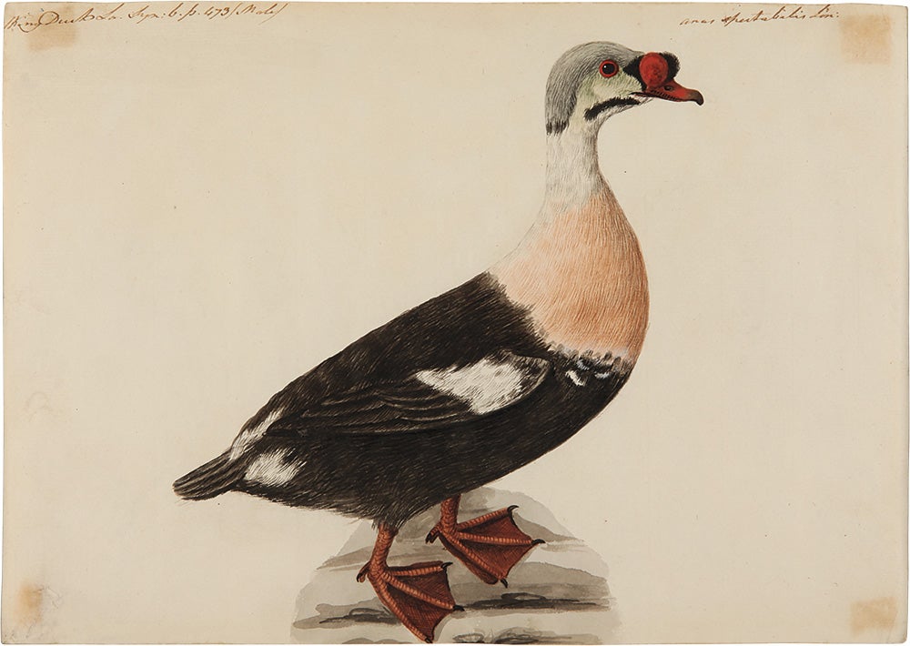 Item #32992 [Pair of Original Watercolors of a Buffle-Headed Duck and a King Eider Duck, attributed to Stone]. Sarah STONE.