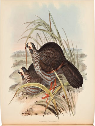 A Monograph of the Odontophorinae, or Partridges of America