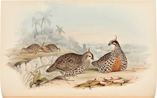 A Monograph of the Odontophorinae, or Partridges of America