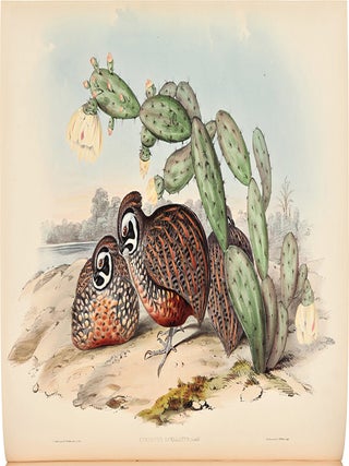 A Monograph of the Odontophorinae, or Partridges of America