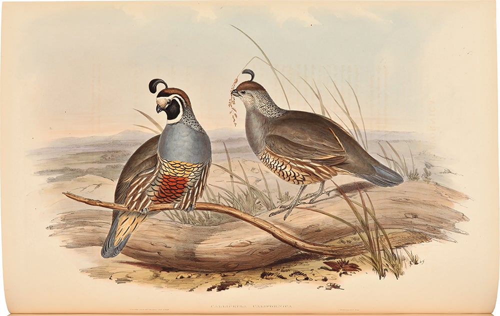 Item #33110 A Monograph of the Odontophorinae, or Partridges of America. John GOULD.