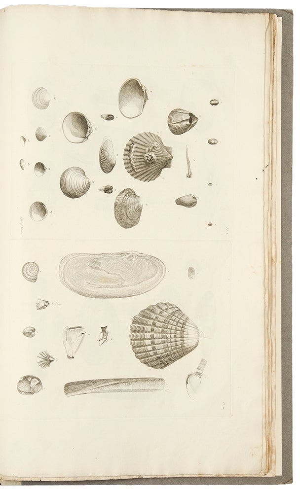 Item #33764 Catalogues of the birds, shells, and some of the more rare plants, of Dorsetshire. From the new and enlarged edition of Mr. Hutchins’s history of that county ... With additions; and a brief memoir of the author. Richard PULTENEY, Thomas RACKETT.