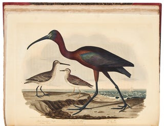 American Ornithology; or, the Natural History of Birds inhabiting the United States, not given by Wilson