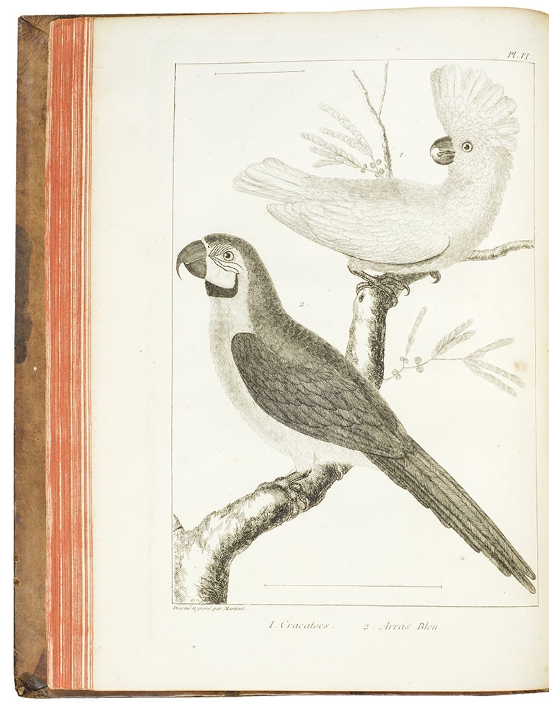 Item #35236 L'Histoire Naturelle éclaircie dans une de ses parties principales l'ornithologie, qui traite des oiseaux de terre, de mer et de riviere. John RAY, François SALERNE.