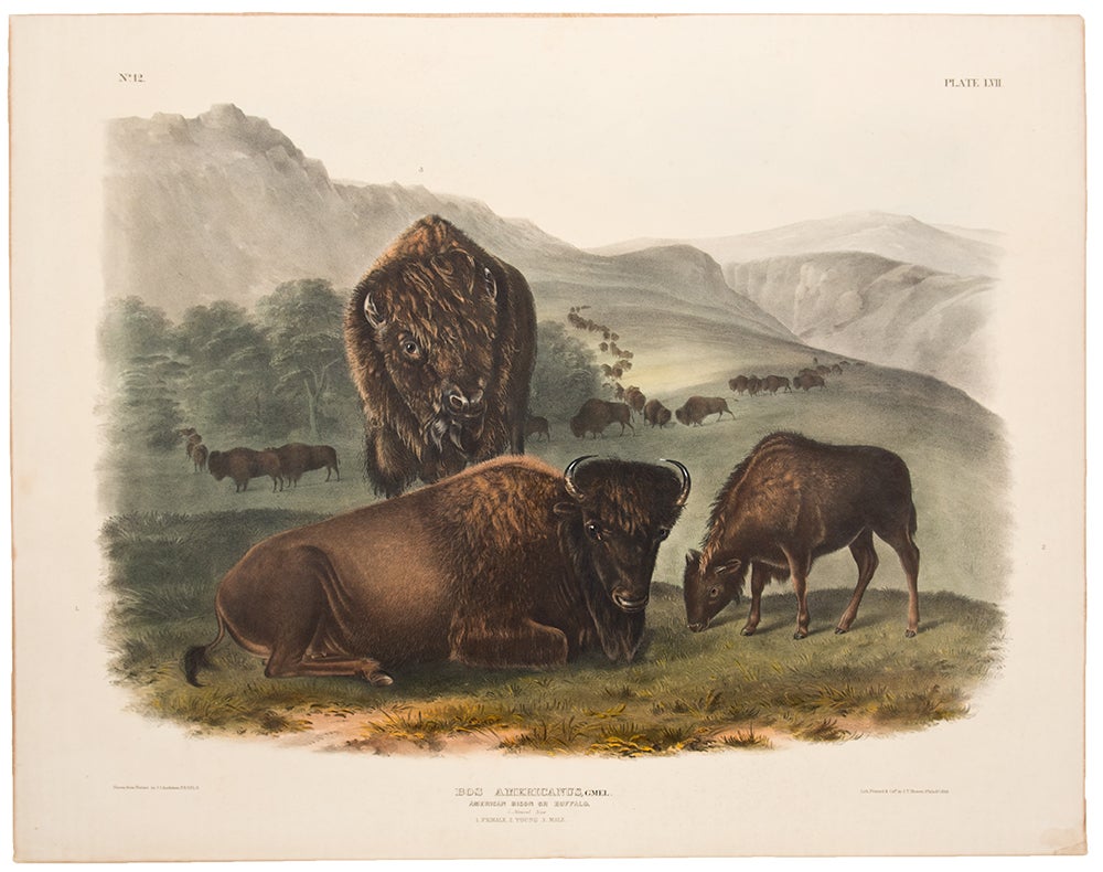 Item #35434 American Bison or Buffalo [Family] from The Viviparous Quadrupeds of North America. John James AUDUBON, John Woodhouse AUDUBON, Reverend John, BACHMAN, Artist, Naturalist.