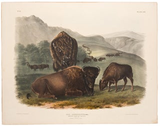 Item #35434 American Bison or Buffalo [Family] from The Viviparous Quadrupeds of North America....