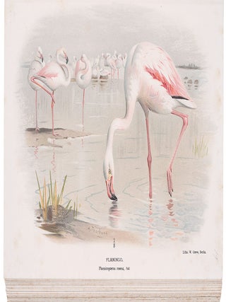 Coloured Figures of the Birds of the British Islands