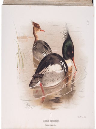 Coloured Figures of the Birds of the British Islands