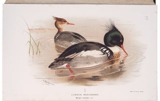 Coloured Figures of the Birds of the British Islands