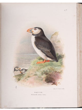 Coloured Figures of the Birds of the British Islands