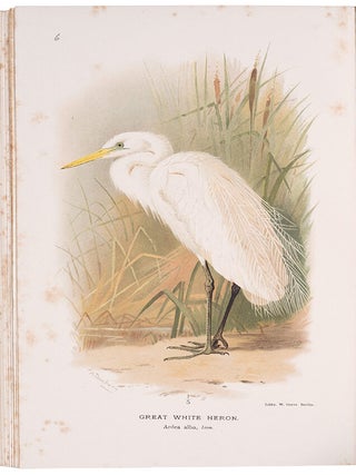 Coloured Figures of the Birds of the British Islands