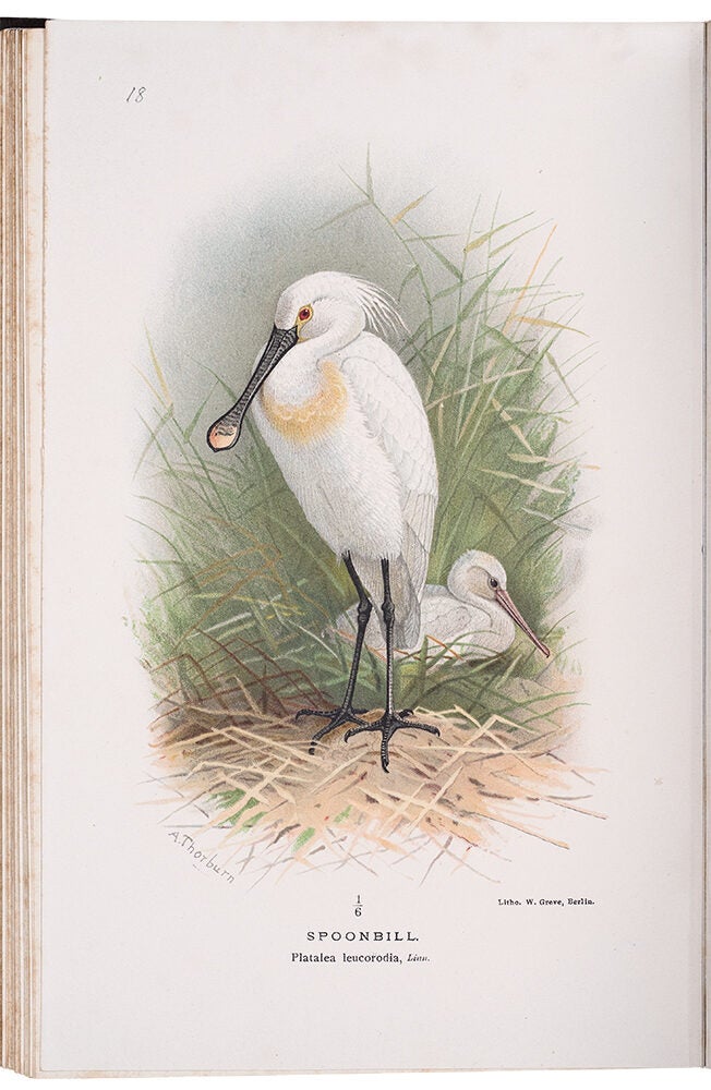 Item #37437 Coloured Figures of the Birds of the British Islands. Thomas Littleton Powys LILFORD.