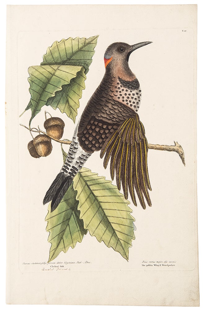 Item #38425 The Golden Wing'd Woodpecker. Mark CATESBY.