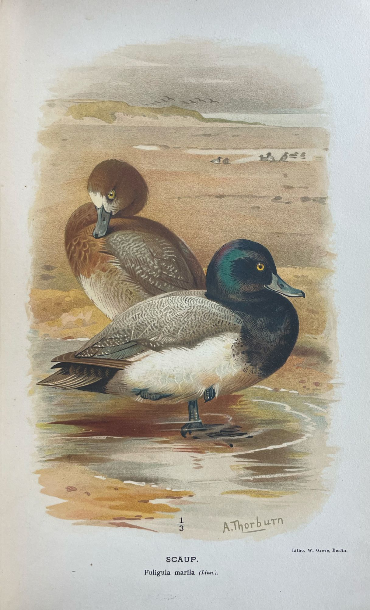 Item #38726 Coloured Figures of the Birds of the British Islands. Thomas Littleton Powys LILFORD.