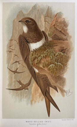Coloured Figures of the Birds of the British Islands