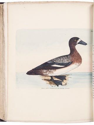 Item #38979 The British Miscellany: or Colored Figures of New, Rare, or Little Known Animal...