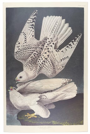 Item #39849 Iceland, or Jer Falcon. From "The Birds of America" (Tokyo Edition). John...