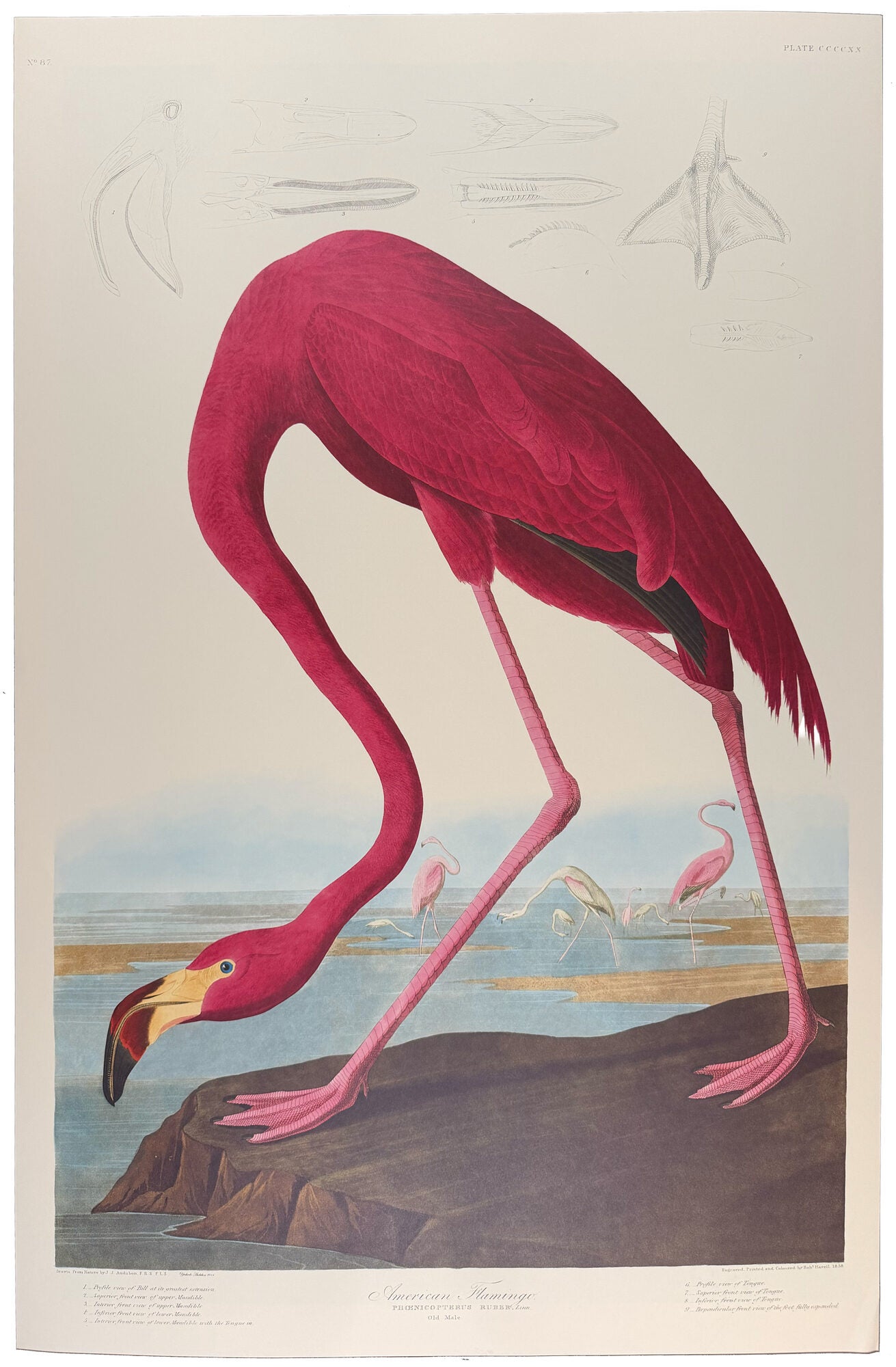 Item #39853 American Flamingo. From "The Birds of America" (Tokyo Edition). John James AUDUBON.