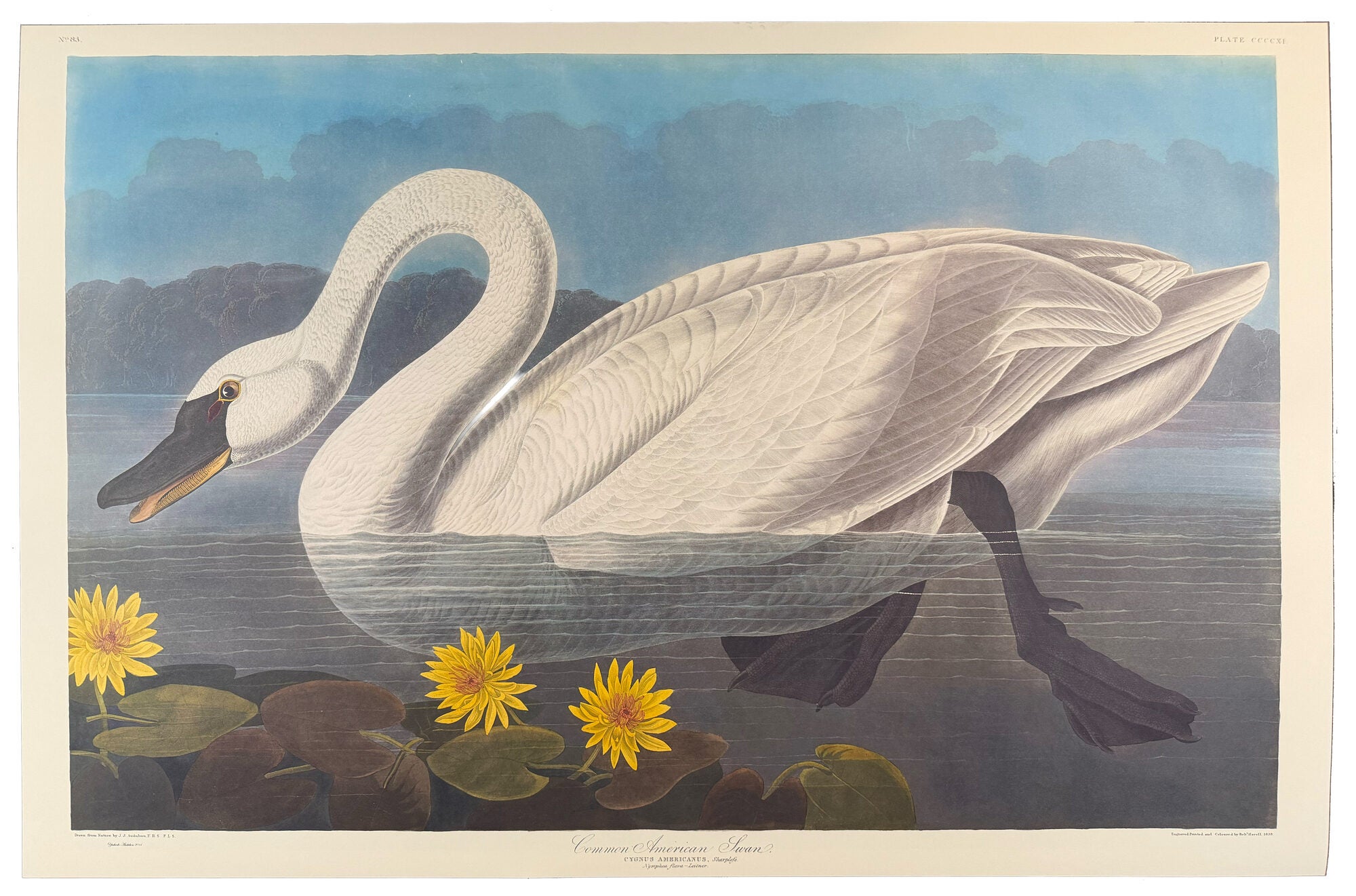Item #39856 Common American Swan. From "The Birds of America" (Tokyo Edition). John James AUDUBON.