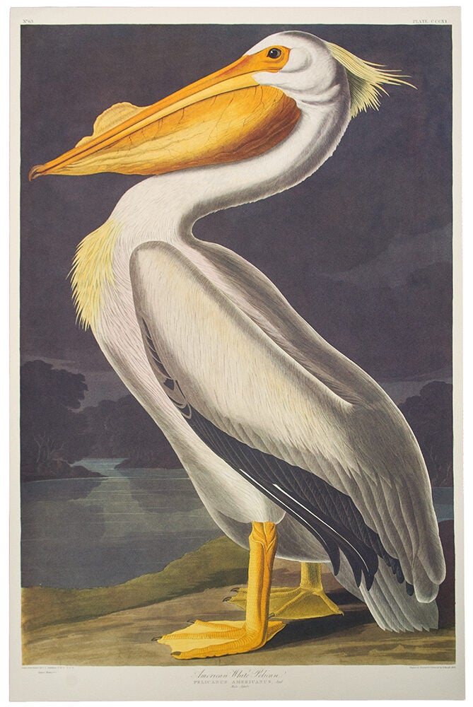Item #39858 American White Pelican. From "The Birds of America" (Tokyo Edition). John James AUDUBON.