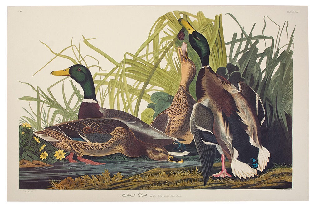 Item #39862 Mallard Duck. From "The Birds of America" (Tokyo Edition). John James AUDUBON.