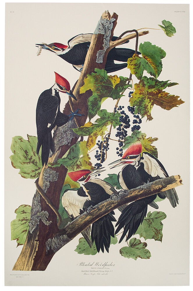 Item #39863 Pileated Woodpecker. From "The Birds of America" (Tokyo Edition). John James AUDUBON.