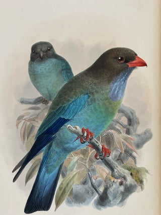 A Monograph of the Coraciidae, or the Family of the Rollers