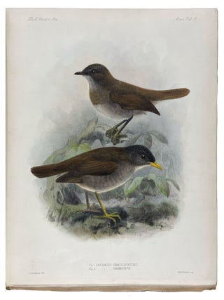 Biologia Centrali-Americana: Aves. Vols. I-IV